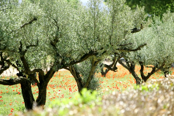 Champ d'oliviers en fleurs avec coquelicots